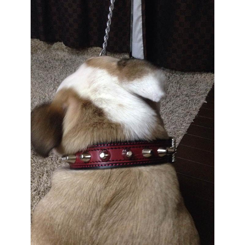 本革製スタッズ付　犬用首輪　渋い首輪　47本セット Amazon | 犬の首輪 中型大型X-大型ピットブルロットワイラー犬用
