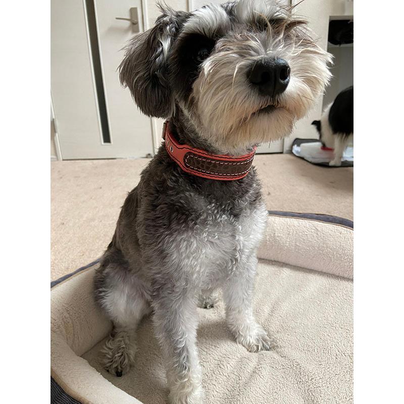 首輪 イタグレ ミニピン 革 幅広：Small Type G2_000ダブルカラー(鋲