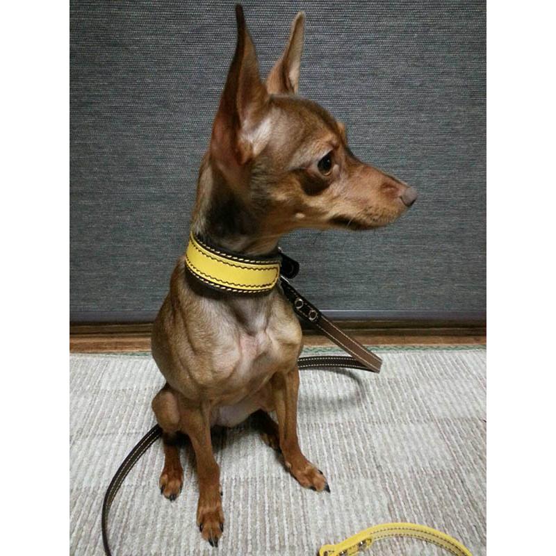 首輪 イタグレ ミニピン 革 幅広：Small Type G2_000ダブルカラー(鋲