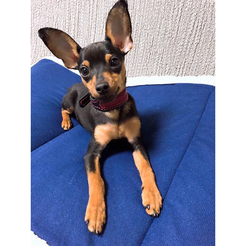 首輪 イタグレ ミニピン 革 幅広：Small Type G2_000ダブルカラー(鋲