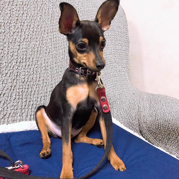 首輪 イタグレ ミニピン 革 幅広：Small Type G2_000ダブルカラー(鋲