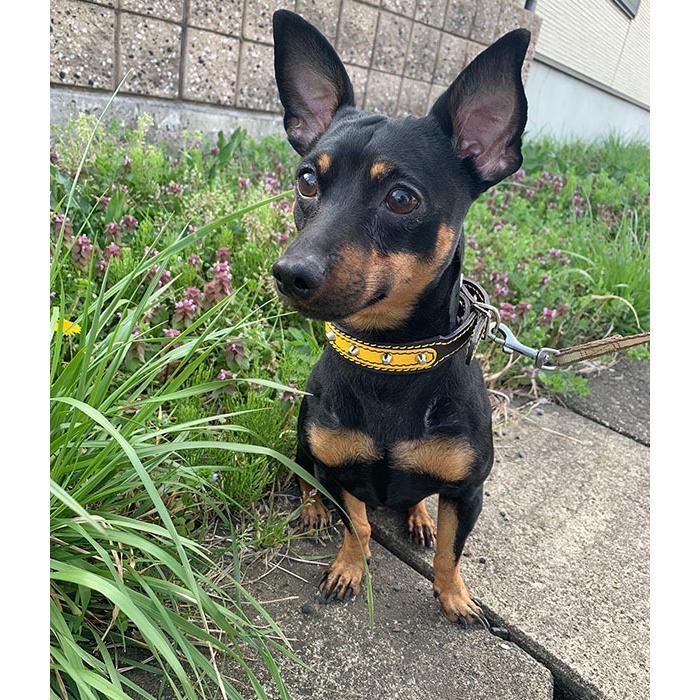 首輪 イタグレ ミニピン スタッズ 革 幅広：Small Type G2_001ダブル