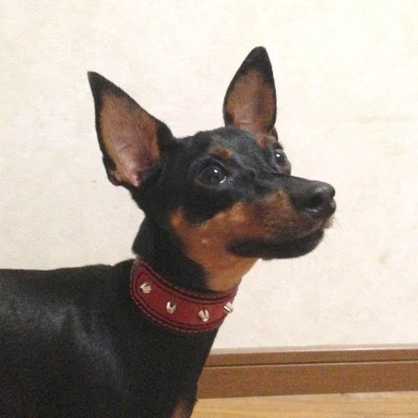 首輪 イタグレ ミニピン スタッズ 革 幅広：Small Type G2_001ダブル