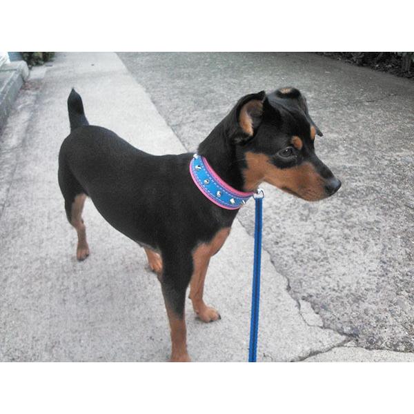 首輪 イタグレ ミニピン スタッズ 革 幅広：Small Type G2_001ダブル