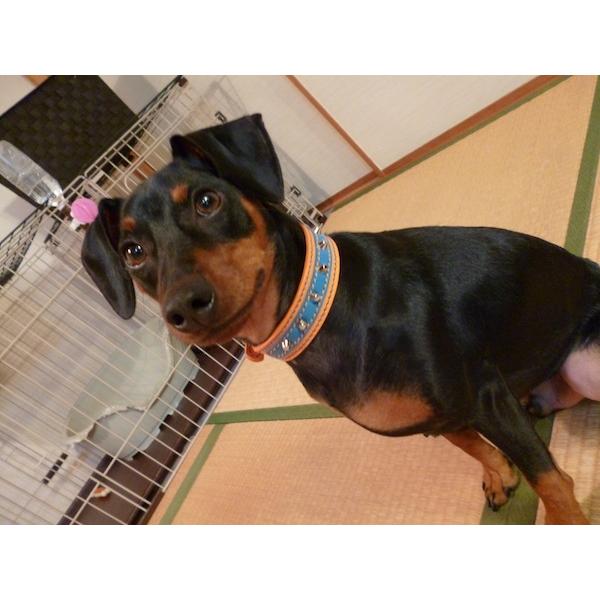 首輪 イタグレ ミニピン スタッズ 革 幅広：Small Type G2_001ダブル