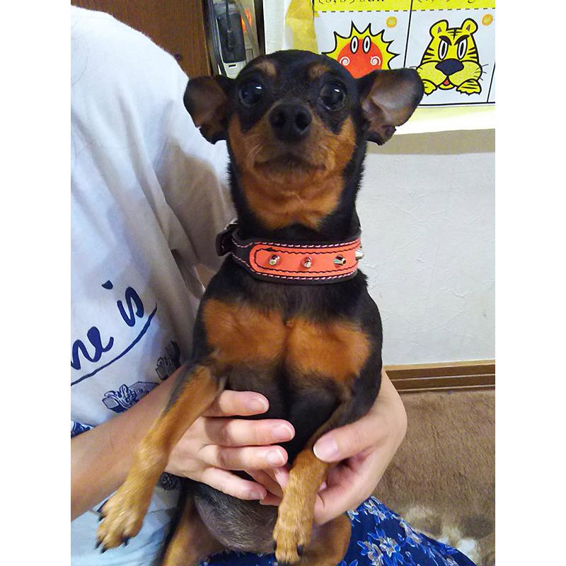 首輪 イタグレ ミニピン スタッズ 革 幅広：Small Type G2_001ダブル