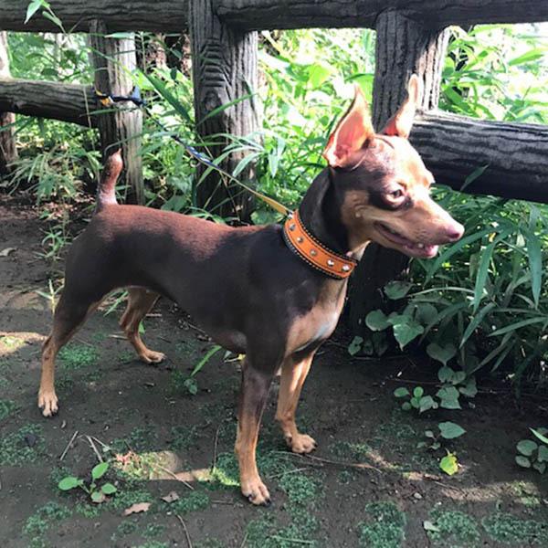 首輪 イタグレ ミニピン スタッズ 革 幅広：Small Type G2_001ダブル