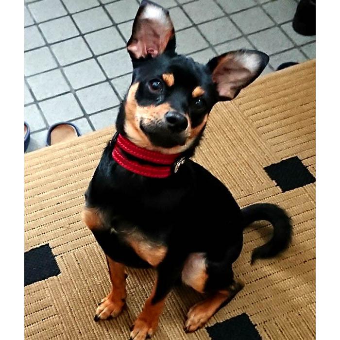 首輪 イタグレ ミニピン 革 幅広：Small Type G2-E002 *色は十色以上