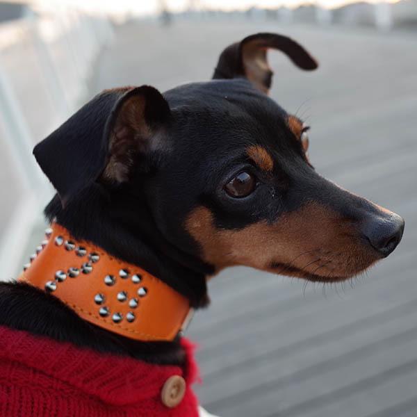 首輪 イタグレ ミニピン スタッズ 革 幅広：Small Type G2_NAMEZ(平尖