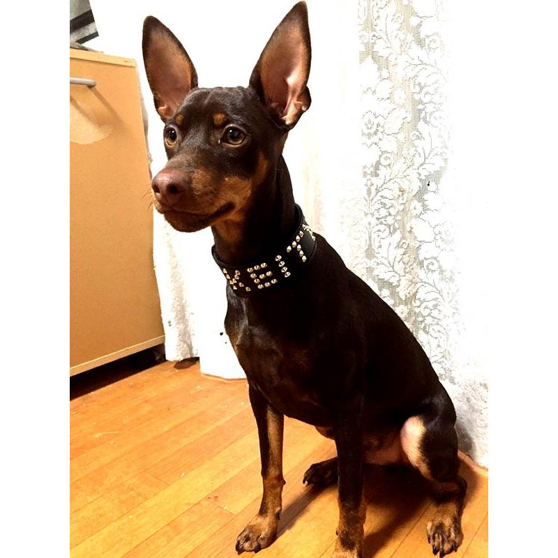 首輪 イタグレ ミニピン スタッズ 革 幅広：Small Type G2_NAMEZ(平尖