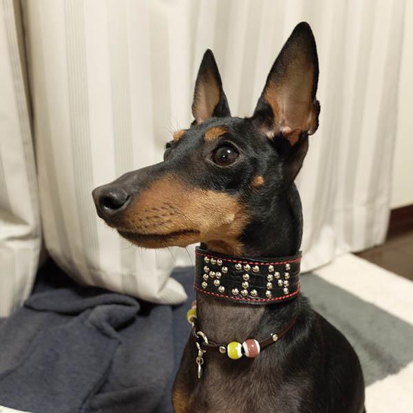 首輪 イタグレ ミニピン スタッズ 革 幅広：Small Type G2_NAMEZ(平尖