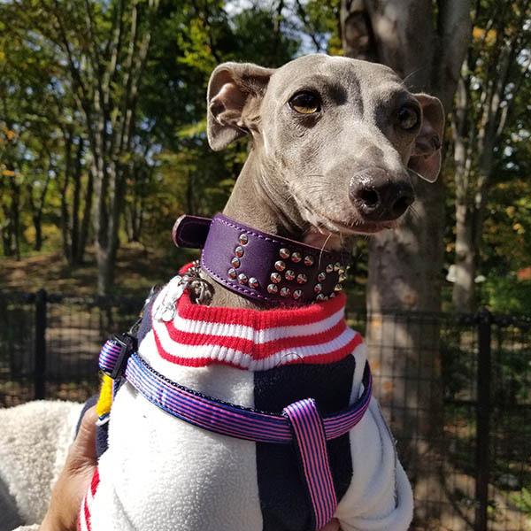 首輪 イタグレ ミニピン スタッズ 革 幅広：Small Type G2_NAMEZ(平尖