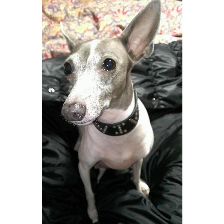 首輪 イタグレ ミニピン スタッズ 革 幅広：Small Type G2_NAMEZ(平尖