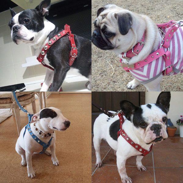 ハーネス 胴輪 革 サイズオーダー:スタッズ付きハーネスCX<br