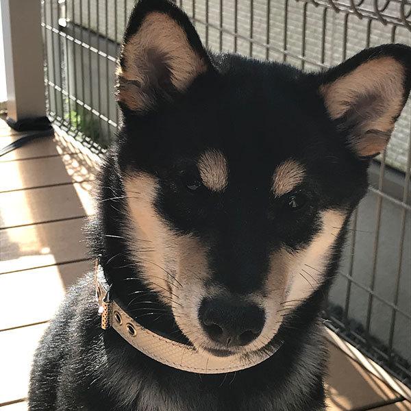 首輪 中型犬用 革 2cm幅：2cm Type 000(鋲なし)【色は10色以上から、サイズは1cm単位でオーダー】 |  | 03