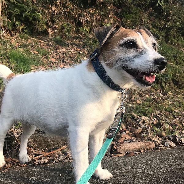 首輪 中型犬用 革 2cm幅：2cm Type 000(鋲なし)【色は10色以上から、サイズは1cm単位でオーダー】 |  | 04