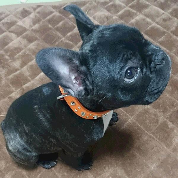 首輪 中型犬用 スタッズ 革 2cm幅：2cm Type 001(8mm+4mm丸鋲)【色は10色以上から、サイズは1cm単位でオーダー】 |  | 04