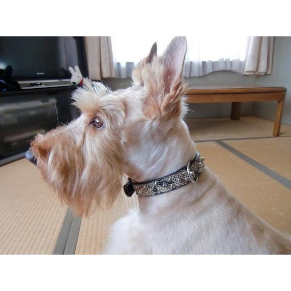 首輪 中型犬用 スタッズ 革 2cm幅：2cm Type 001(8mm+4mm丸鋲)【色は10色以上から、サイズは1cm単位でオーダー】 |  | 05