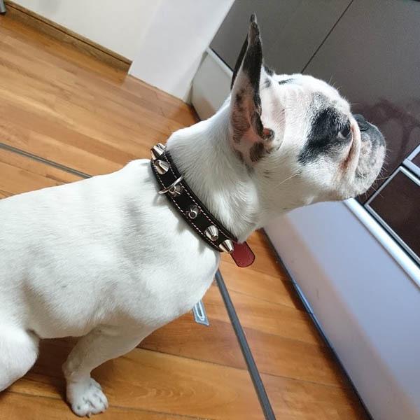 首輪 中型犬用 スタッズ 革 2cm幅：2cm Type 002(14mm鋲)【色は10色以上から、サイズは1cm単位でオーダー】 |  | 11