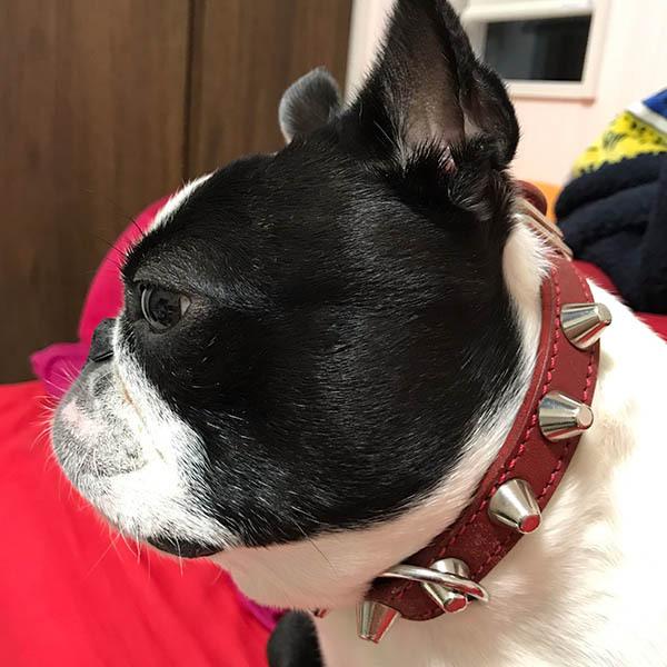 首輪 中型犬用 スタッズ 革 2cm幅：2cm Type 002(14mm鋲)【色は10色以上から、サイズは1cm単位でオーダー】 |  | 12