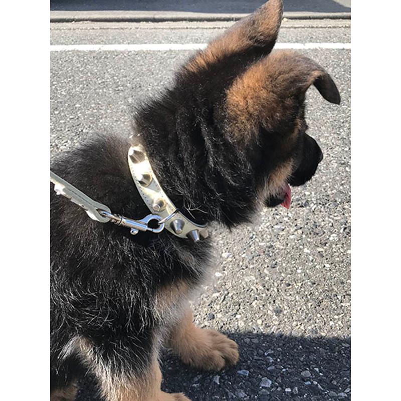 首輪 中型犬用 スタッズ 革 2cm幅：2cm Type 002(14mm鋲)【色は10色以上から、サイズは1cm単位でオーダー】 |  | 13