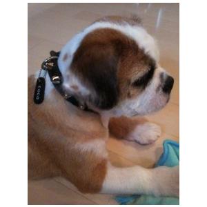 首輪 中型犬用 スタッズ 革 2cm幅：2cm Type 002(14mm鋲)【色は10色以上から、サイズは1cm単位でオーダー】 |  | 05