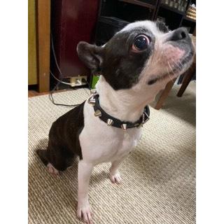 首輪 中型犬用 スタッズ 革 2cm幅：2cm Type 002(14mm鋲)【色は10色以上から、サイズは1cm単位でオーダー】 |  | 06