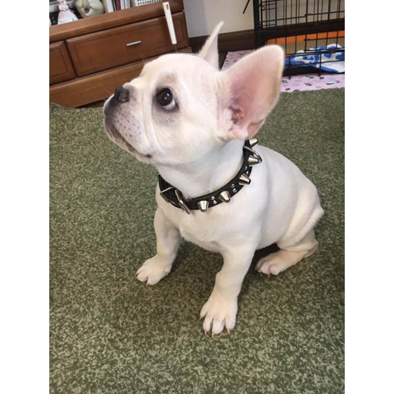 首輪 中型犬用 スタッズ 革 2cm幅：2cm Type 003(14mm+5mmフジタカ鋲)【色は10色以上から、サイズは1cm単位でオーダー】 |  | 10