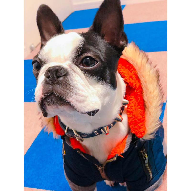 首輪 中型犬用 スタッズ 革 2cm幅：2cm Type 003(14mm+5mmフジタカ鋲)【色は10色以上から、サイズは1cm単位でオーダー】 |  | 06