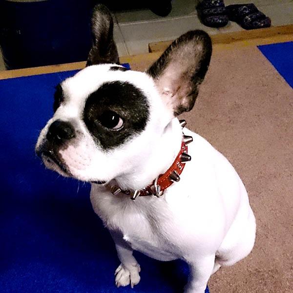 首輪 中型犬用 スタッズ 革 2cm幅：2cm Type 003(14mm+5mmフジタカ鋲)【色は10色以上から、サイズは1cm単位でオーダー】 |  | 08