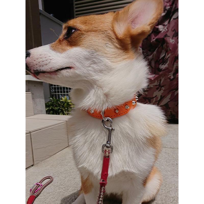 首輪 中型犬用 スタッズ 革 2cm幅：2cm Type 005(8mm鋲)【色は10色以上から、サイズは1cm単位でオーダー】 |  | 05