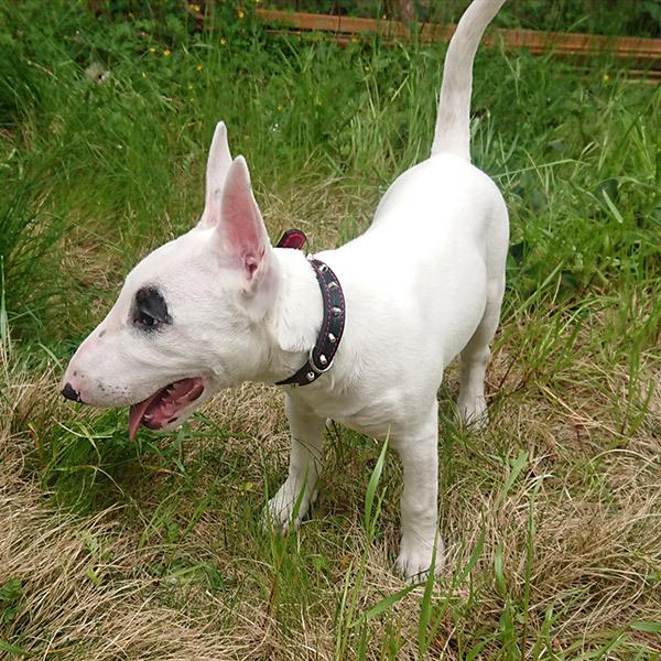 首輪 中型犬用 スタッズ 革 2cm幅：2cm Type 005(8mm鋲)【色は10色以上から、サイズは1cm単位でオーダー】 |  | 06