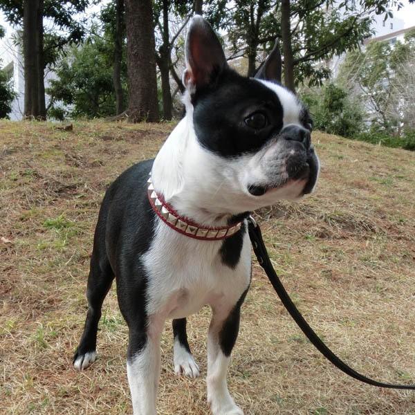 首輪 中型犬用 スタッズ 革 2cm幅：2cm Type S2R(10mm角鋲)【色は10色以上から、サイズは1cm単位でオーダー】 |  | 02