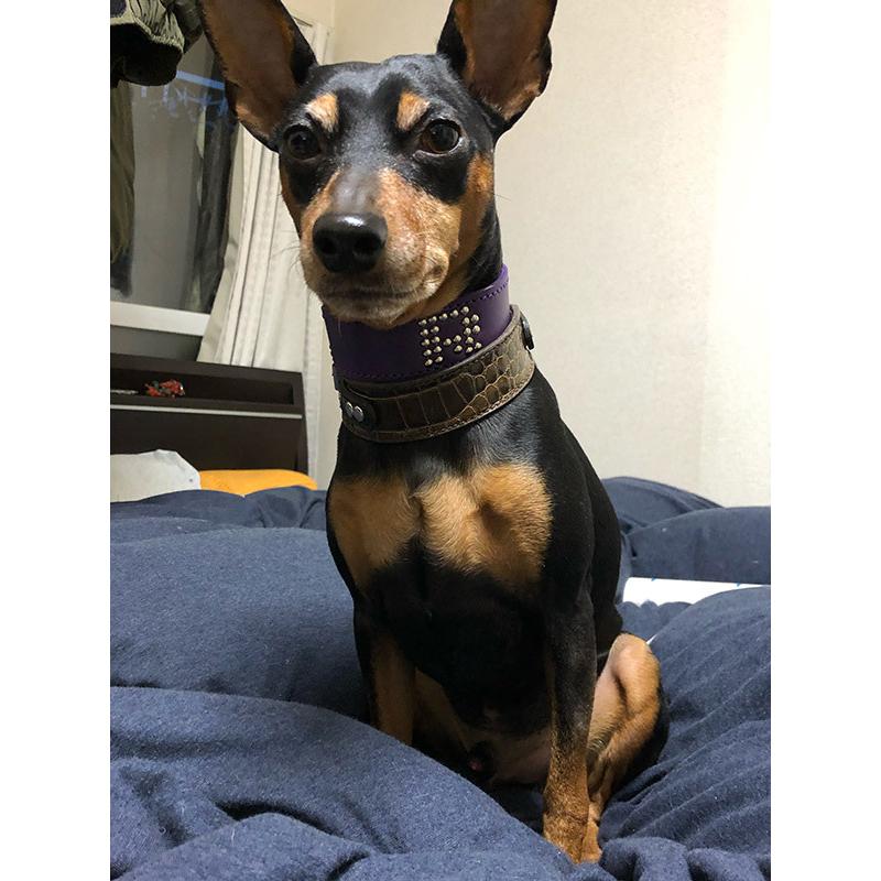 首輪 イタグレ ミニピン スタッズ 革 幅広：Small Type G2-000+