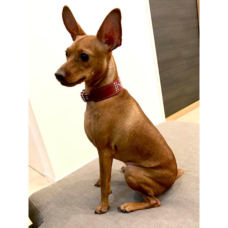 首輪 イタグレ ミニピン スタッズ 革 幅広：Small Type G2-000+