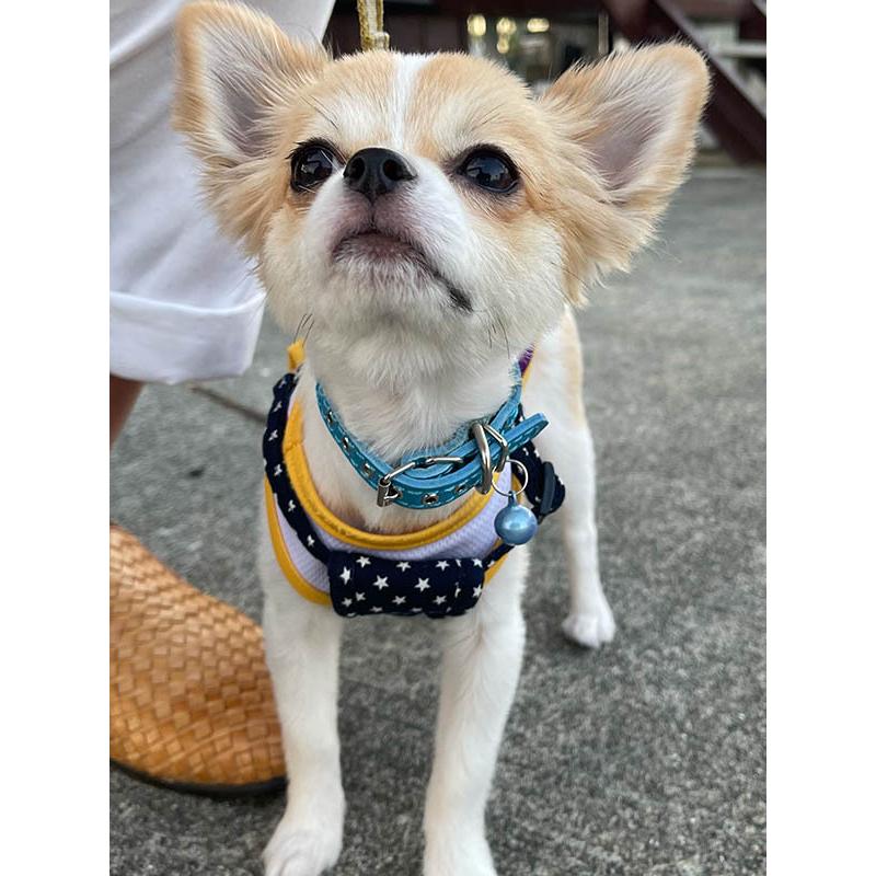 首輪 チワワ 革 1.5cm幅：XSmall Type 000(鋲なしタイプ）*色は十色