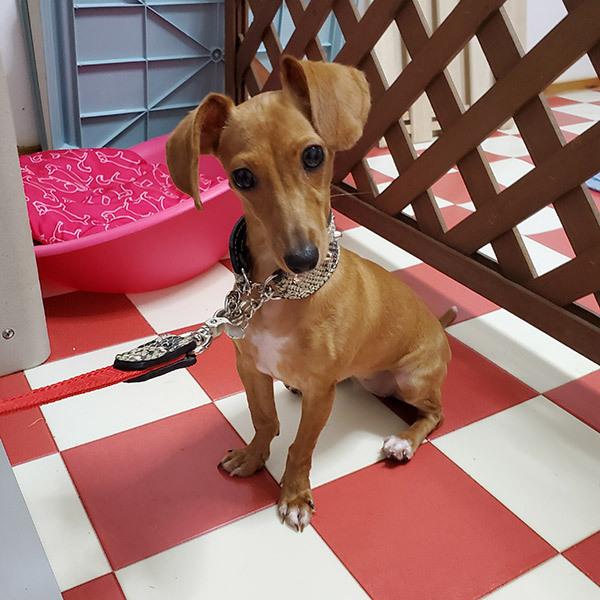 ハーフチョーク イタグレ ミニピン スタッズ 革 ：Small Type Choker