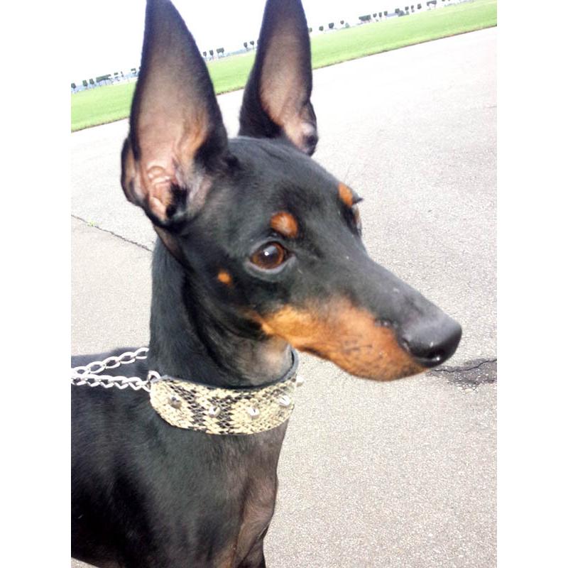 ハーフチョーク イタグレ ミニピン スタッズ 革 ：Small Type Choker