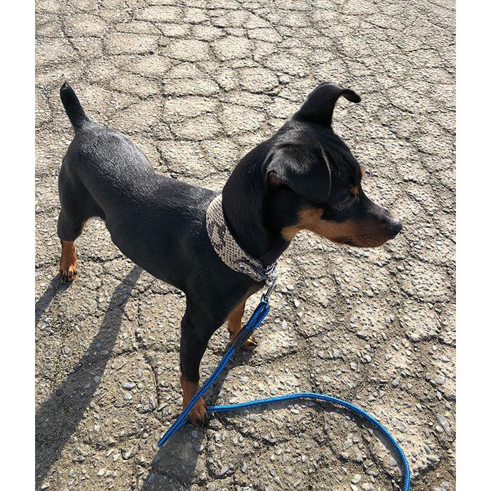 ハーフチョーク イタグレ ミニピン 革：Small Type Choker GF2【色は10