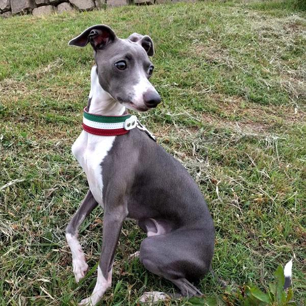 ハーフチョーク イタグレ ミニピン 革 Small Type Choker Gf2 国旗カラー イタリア英国ドイツの国旗カラーのデザイン Smachogf2 Flag エクストラヘビー 通販 Yahoo ショッピング