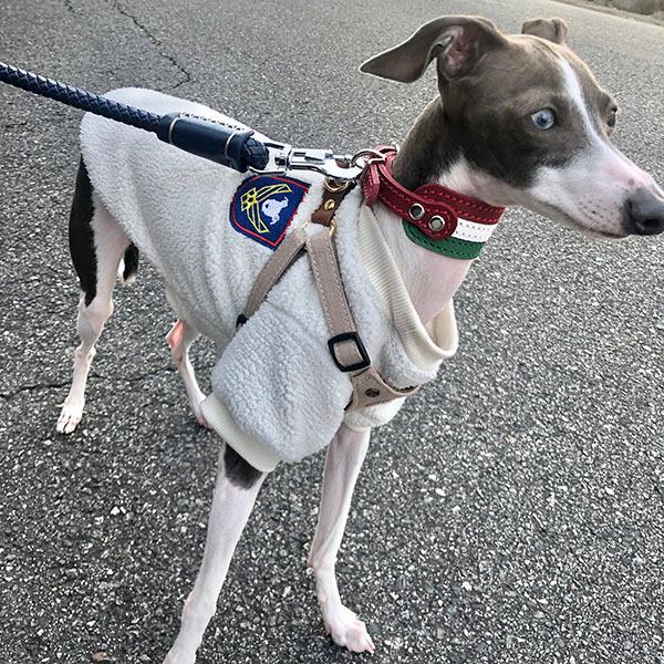 首輪 イタグレ ミニピン 革 幅広：Small Type GF2 国旗カラー