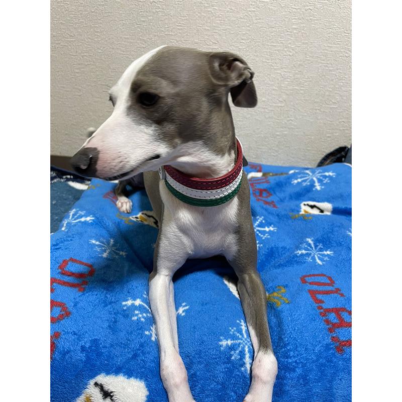 首輪 イタグレ ミニピン 革 幅広：Small Type GF2 国旗カラー