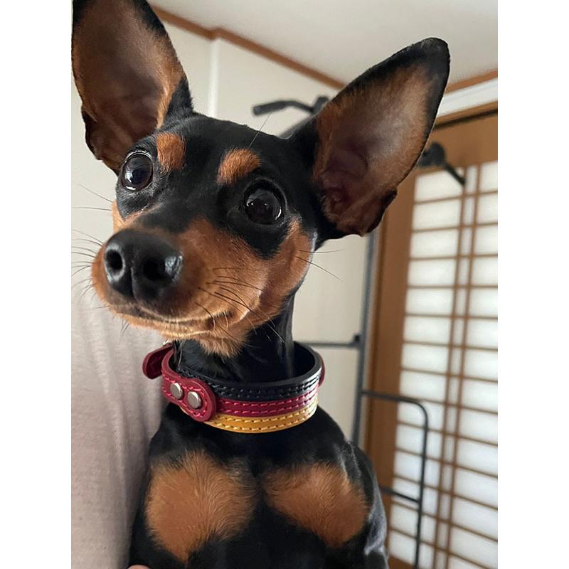 首輪 イタグレ ミニピン 革 幅広：Small Type GF2 国旗カラー