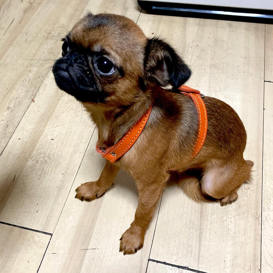 小型犬 ハーネス 胴輪 革 サイズオーダー：H2タイプ |  | 09