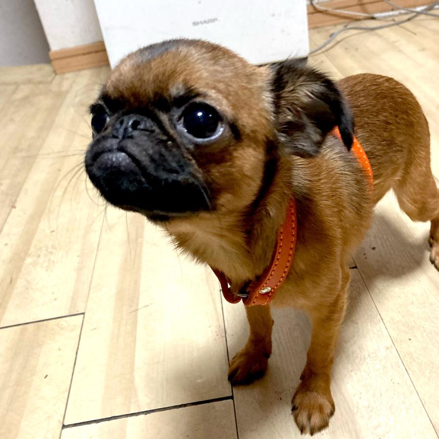 小型犬 ハーネス 胴輪 革 サイズオーダー：H2タイプ |  | 06