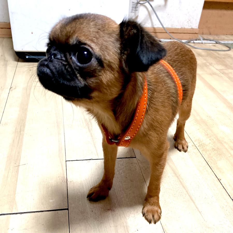 小型犬 ハーネス 胴輪 革 サイズオーダー：H2タイプ |  | 08