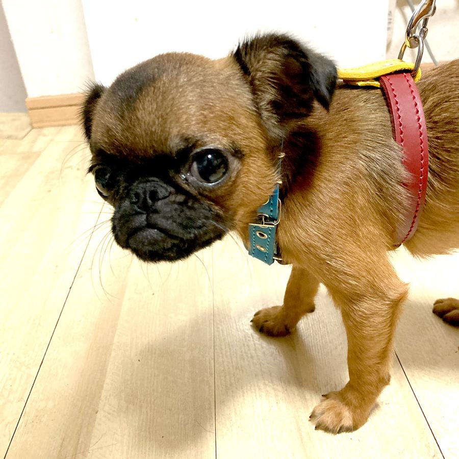小型犬 ハーネス 胴輪 革 サイズオーダー：H3（胸部分調整） |  | 10