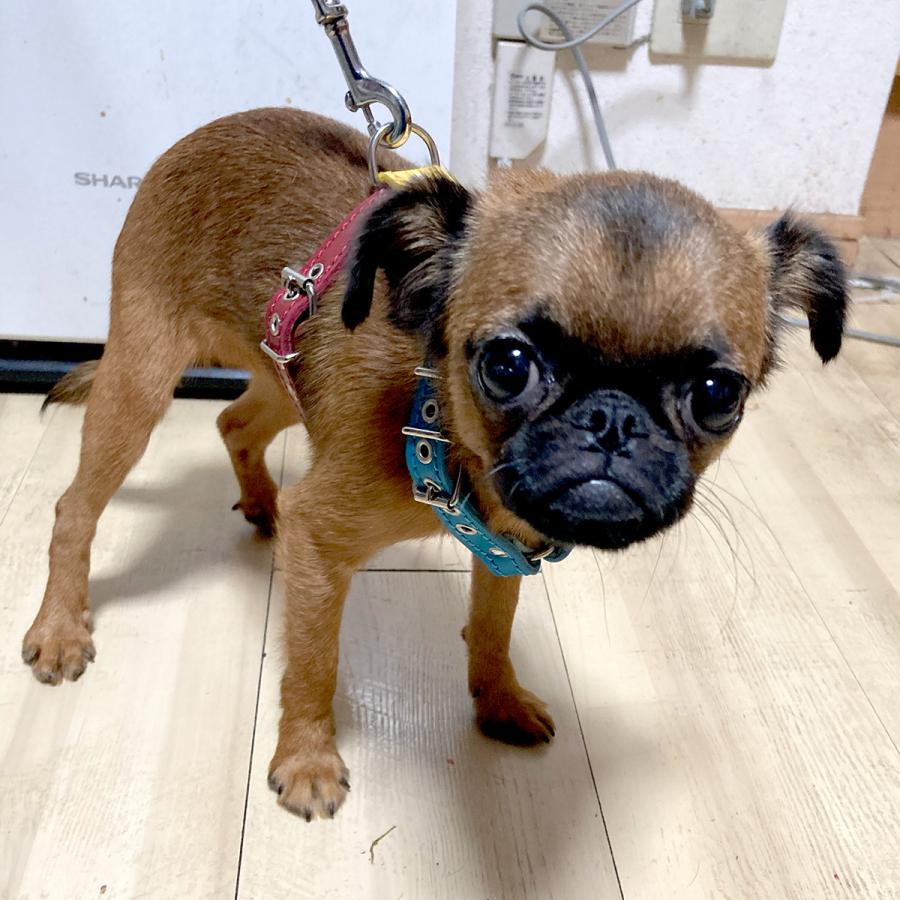 小型犬 ハーネス 胴輪 革 サイズオーダー：H3（胸部分調整） |  | 06