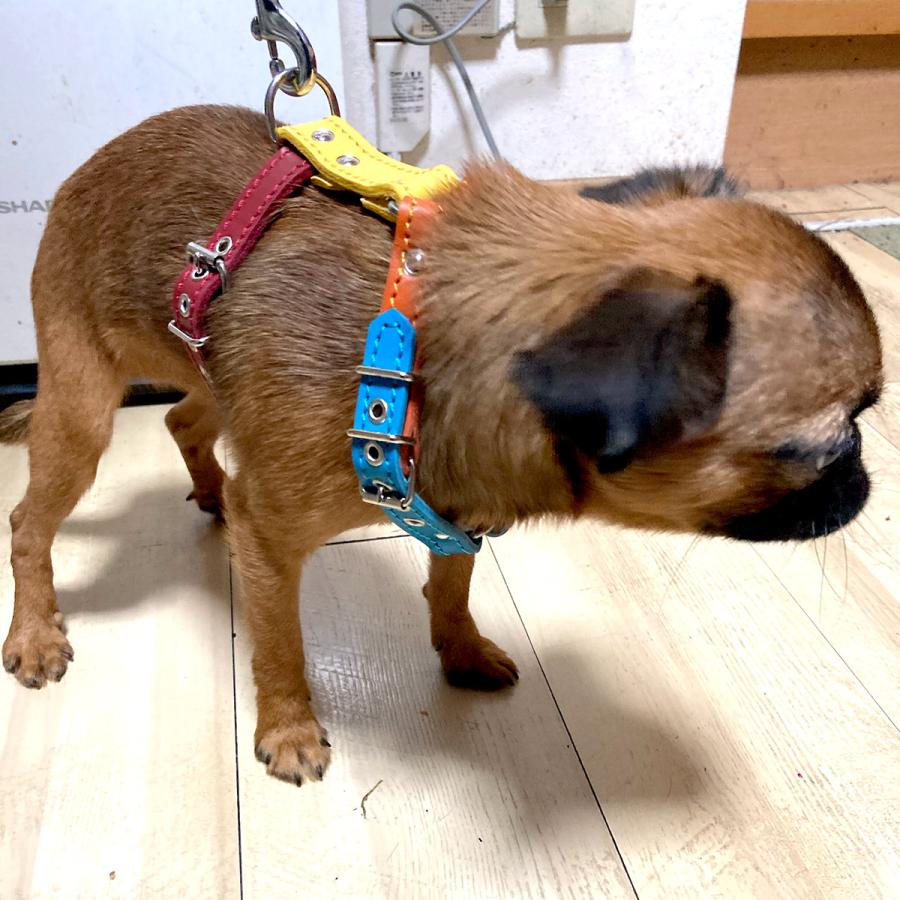 小型犬 ハーネス 胴輪 革 サイズオーダー：H3（胸部分調整） |  | 07