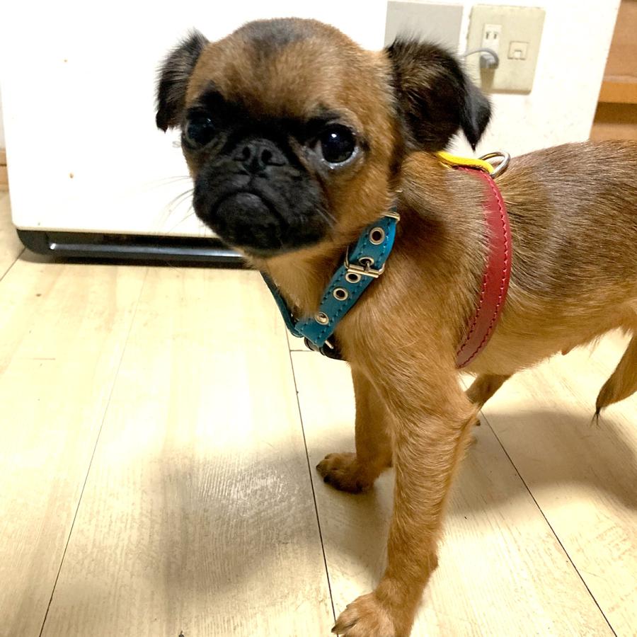 小型犬 ハーネス 胴輪 革 サイズオーダー：H3（胸部分調整） |  | 09